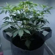 Candy Jungle Auto x Sonnenerde