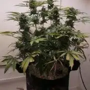 Banana Kush Auto x Sonnenerde