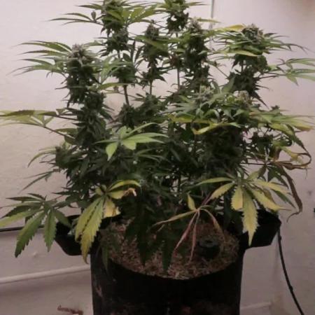 Banana Kush Auto x Sonnenerde
