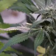 Strawberry Gorilla Auto - Sonnenerde