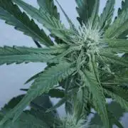 Candy Jungle Auto x Sonnenerde