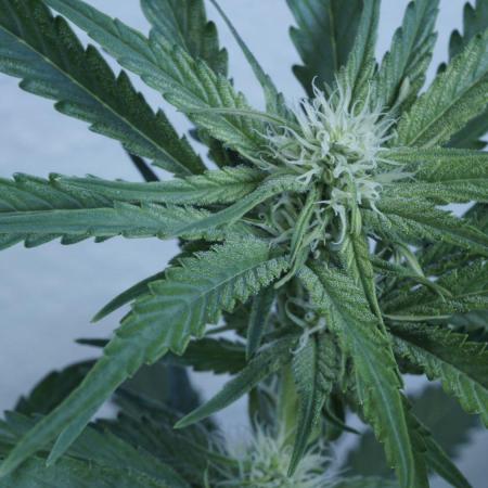 Candy Jungle Auto x Sonnenerde