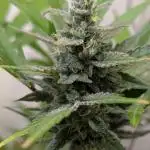 Cheese Auto