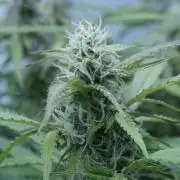 Auto Skywalker Haze x Sonnenerde