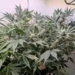 Wedding Cheesecake Auto