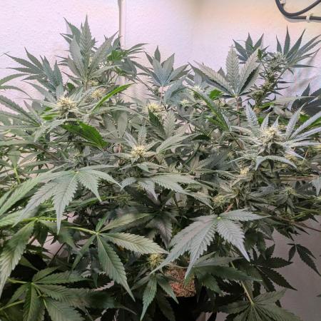 Wedding Cheesecake Auto