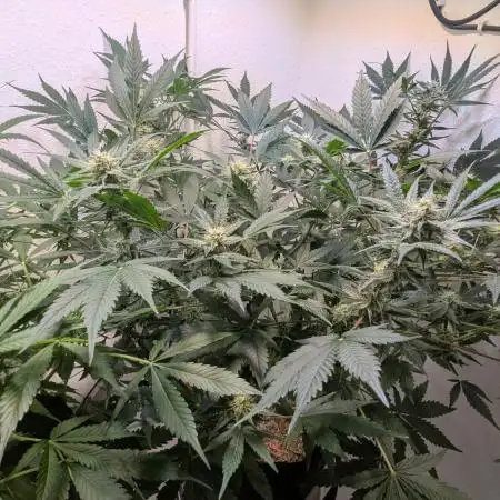Wedding Cheesecake Auto