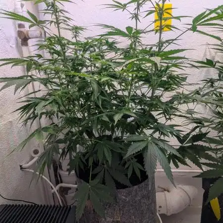 Rainbow Donut Auto