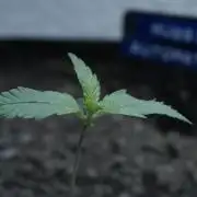 Russian Automatic X Sonnenerde