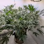 Wedding Cheesecake Auto