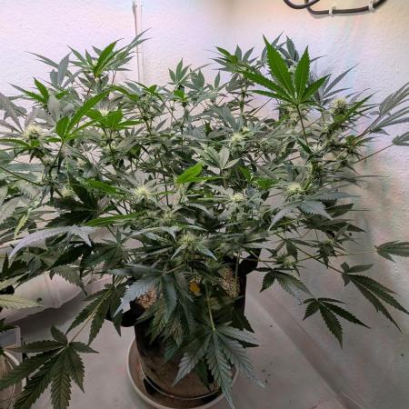 Wedding Cheesecake Auto