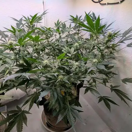 Wedding Cheesecake Auto