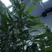 Jack Herer Auto X Sonnenerde