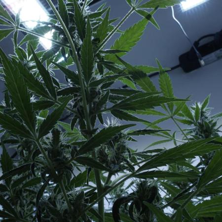 Jack Herer Auto X Sonnenerde