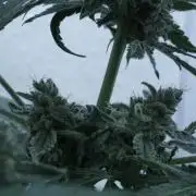 Banana Kush Auto x Sonnenerde