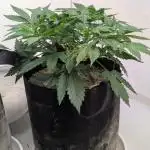 Wedding Cheesecake Auto