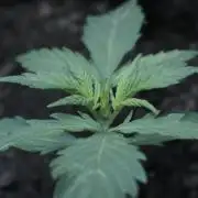 White Banana X Sonnenerde