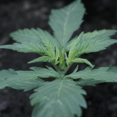 White Banana X Sonnenerde