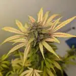 Rainbow Donut Auto