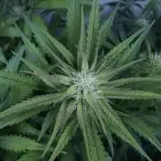 Candy Jungle Auto x Sonnenerde