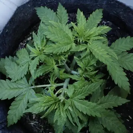Jack Herer Auto X Sonnenerde