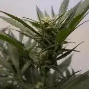 Strawberry Gorilla Auto - Sonnenerde