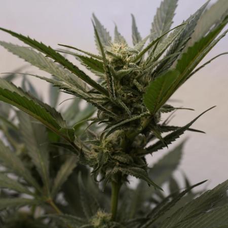 Strawberry Gorilla Auto - Sonnenerde