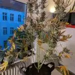 Cheese Auto