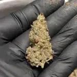 Cheese Auto