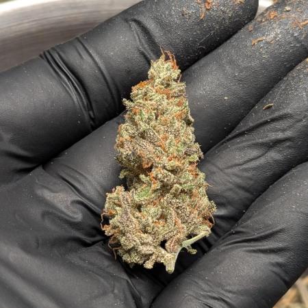 Cheese Auto
