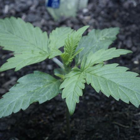 Auto Skywalker Haze x Sonnenerde