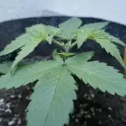 Strawberry Gorilla Auto - Sonnenerde