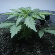All Gas OG Auto x Sonnenerde