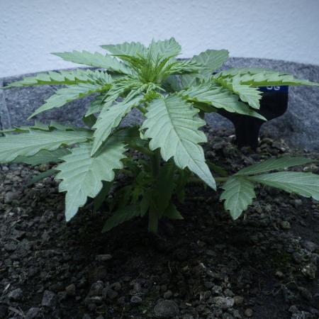 All Gas OG Auto x Sonnenerde