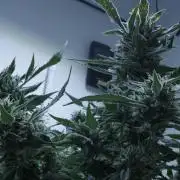 White Banana X Sonnenerde