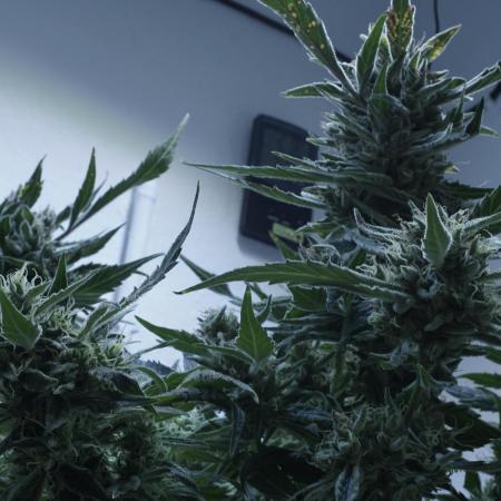 White Banana X Sonnenerde