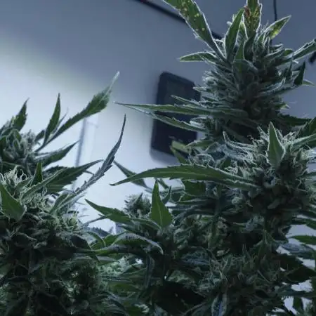 White Banana X Sonnenerde