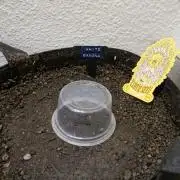 White Banana X Sonnenerde