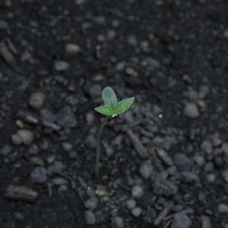 Russian Automatic X Sonnenerde