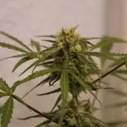 Lemon Pie Auto - Sonnenerde