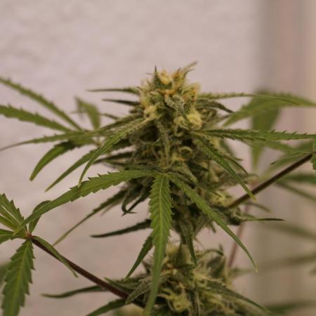 Lemon Pie Auto - Sonnenerde