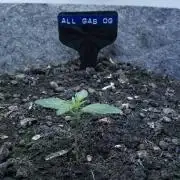 All Gas OG Auto x Sonnenerde