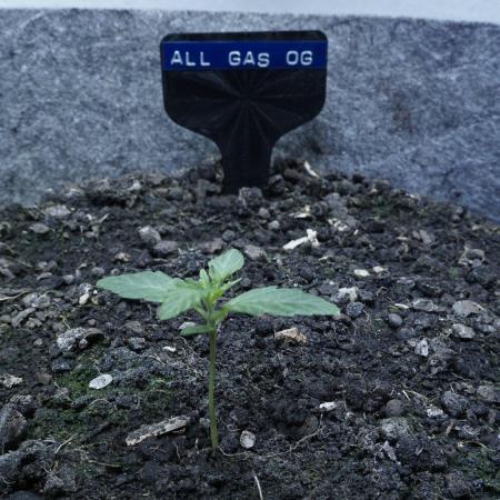 All Gas OG Auto x Sonnenerde