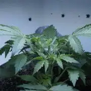 Candy Jungle Auto x Sonnenerde