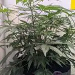 Rainbow Donut Auto