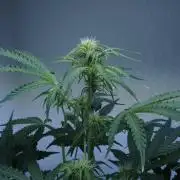 All Gas OG Auto x Sonnenerde