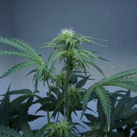 All Gas OG Auto x Sonnenerde
