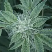 All Gas OG Auto x Sonnenerde