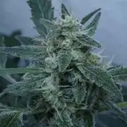 Jack Herer Auto X Sonnenerde