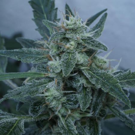Jack Herer Auto X Sonnenerde